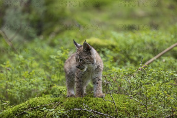 One young (10 weeks old) male Eurasian lynx, (Lynx lynx), standing on a mossy rock on the forest floor. Backlit condition