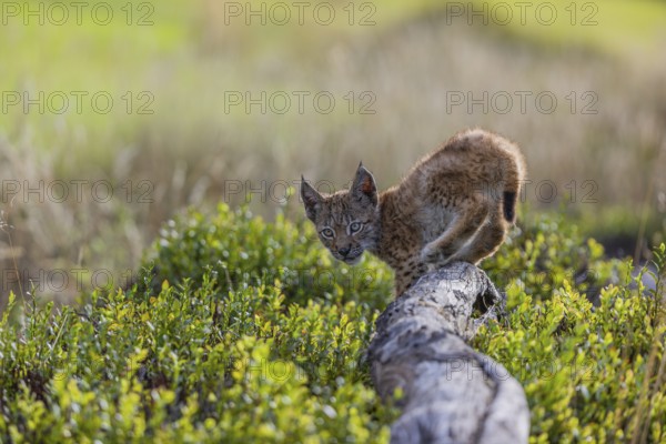 One young (10 weeks old) male Eurasian lynx, (Lynx lynx), walking over a rotten tree. Backlit condition