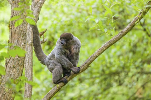 A common woolly monkey, brown woolly monkey, or Humboldt's woolly monkey (Lagothrix lagothricha) sits in a tree