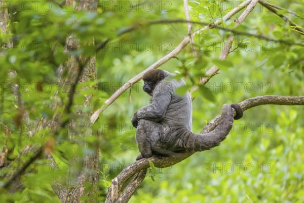 A common woolly monkey, brown woolly monkey, or Humboldt's woolly monkey (Lagothrix lagothricha) sits in a tree