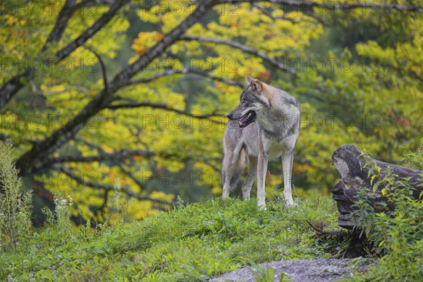 A eurasian gray wolf (Canis lupus lupus) stands on a hill with a colourful fall foliage in the background