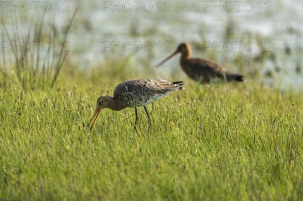 Black-tailed godwit (Limosa limosa), standing in a wet meadow, Texel, province of North Holland, Netherlands