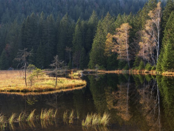 Kleiner Arbersee lake in autumn, Bavarian Forest, Lower Bavaria, Bavaria, Germany, Europe