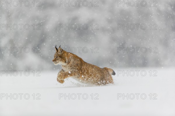 One young male Eurasian lynx, (Lynx lynx), running over a deep snow covered meadow with a forest in the background
