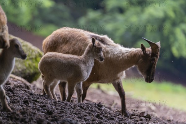 A female Himalayan tahr (Hemitragus jemlahicus) stands on a forest edge with one young. In the background is a dense forest