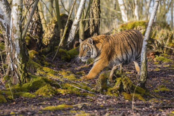 One young female Siberian Tiger, Panthera tigris altaica, walking thru a birch tree forest. Early morning light