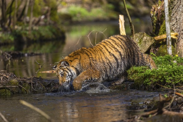One young female Siberian Tiger, Panthera tigris altaica, walking thru a creek in a forest. Early morning light