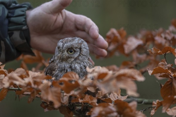 One Eurasian scops owl (Otus scops)sitting on a twig of a beech tree, embedded in brown leafs. A protecting hand behind the bird