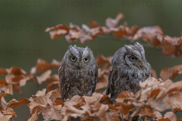 Two Eurasian scops owls (Otus scops)sitting on a twig of a beech tree, embedded in brown leafs