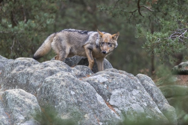 One young male eurasian gray wolf (Canis lupus lupus) running thru a forest with rocks and heather. Green vegetation in the background