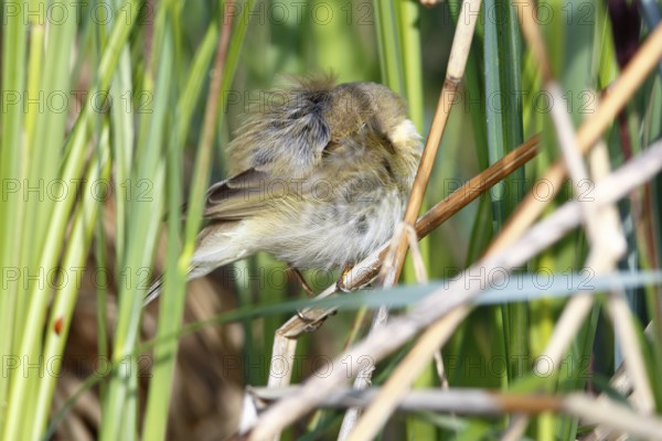 Chiffchaff or willow warbler (Phylloscopus collybita), sleeping animal in the biotope, Flusslandschaft Peenetal nature park Park, Mecklenburg-Western Pomerania, Germany, Europe