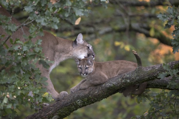 One cougar mother, Puma concolor, grooming her kitten, standing on a big branch high up in an oak tree