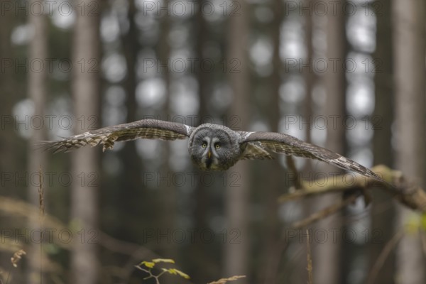 One great grey owl (Strix nebulosa) flying through a spruce forest