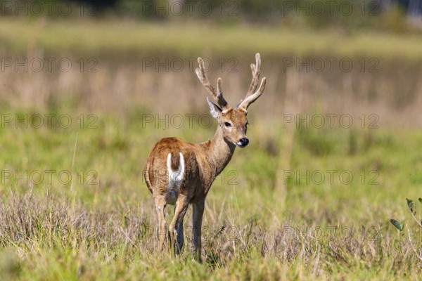 Pampas deer (Ozotoceros bezoarticus) Pantanal Brazil