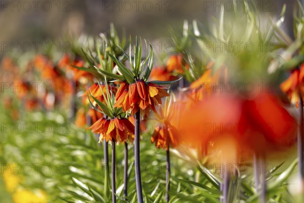 A blaze of colour in spring. Flowering imperial crown (Fritillaria imperialis) . Stuttgart, Baden-Württemberg, Germany, Europe