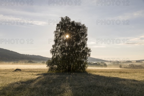 Morning fog with sun through a birch tree (Betula) in the Oberlausitzer Bergland near Cunewalde, Saxony, Germany, Europe