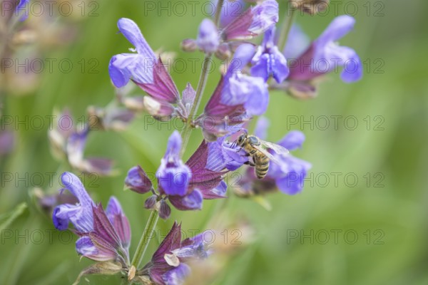 Honey bee (Apis) on a flower of Common sage (salvia officinalis), Freital, Saxony, Germany, Europe