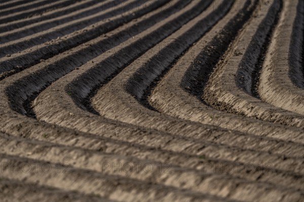 Spring, potato field, freshly grown potato ridges, near Kerken, Lower Rhine, North Rhine-Westphalia, Germany, Europe