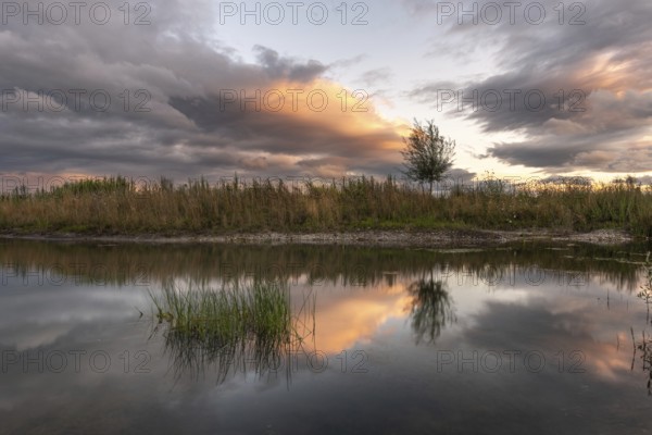 A body of water with a tree in the foreground. The water is calm and the sky is cloudy. Bas-Rhin, Alsace, Grand Est, France, Europe