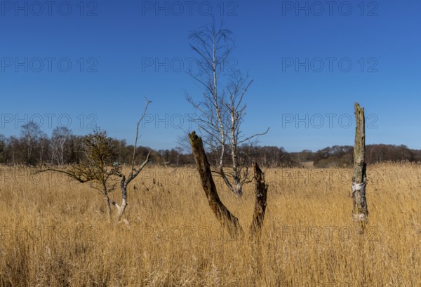 Landscape at Lake Neuensien on the island of Rügen, Mecklenburg-Western Pomerania, Germany, Europe