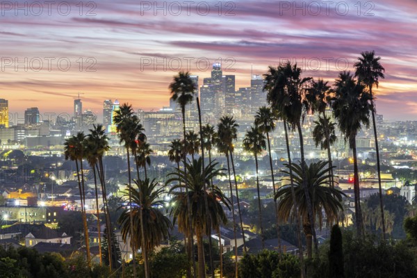 Los Angeles skyline with palm trees and downtown at sunset in California in Los Angeles, USA, North America