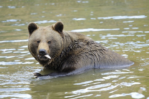 A brown bear sits in the water with a fish in its mouth, Eurasian brown bear (Ursus arctos arctos), Bavarian Forest National Park