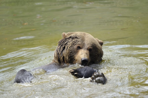 A playing brown bear swims in the water and enjoys nature, Eurasian brown bear (Ursus arctos arctos), Bavarian Forest National Park