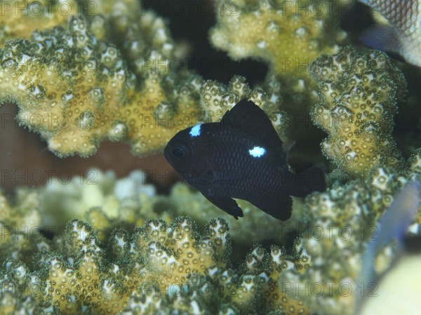 A small black fish with blue spots, three-spotted damselfish (Dascyllus trimaculatus), swimming among colourful corals, dive site Spice Reef, Penyapangan, Bali, Indonesia, Asia