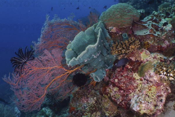 Spiny tube sponge (Callyspongia (Cladochalina) aerizusa) and various soft corals with blue background under water, abundant marine fauna, dive site Coral Garden, Menjangan, Bali, Indonesia, Asia