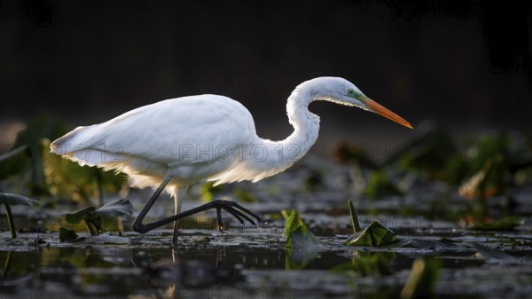 Great White Egret (Ardea alba) Winter visitor, migratory bird, resting bird, foraging, on the lookout, lake landscape, Middle Elbe Biosphere Reserve, Saxony-Anhalt, Germany, Europe