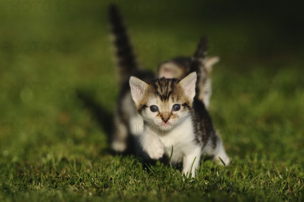 Tabby kitten moving playfully on the lawn, domestic cat (Felis catus), Franconia