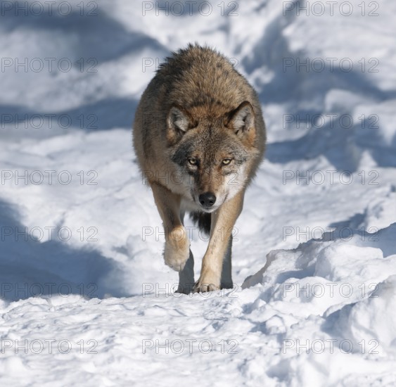 Wolf (Canis lupus) running through its territory in the snow, captive, Bavarian Forest National Park, Bavaria, Germany, Europe