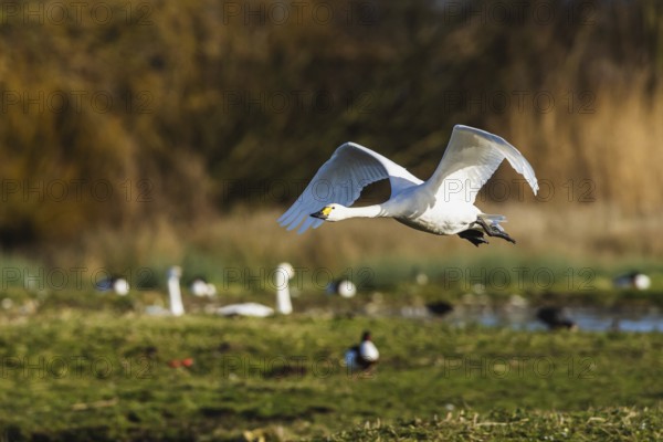 Tundra Swan, Bewick's Swan, Cygnus columbianus in flight at winter in Slimbridge, England, United Kingdom, Europe