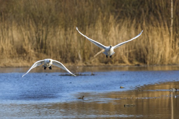 Tundra Swan, Bewick's Swan, Cygnus columbianus in flight at winter in Slimbridge, England, United Kingdom, Europe