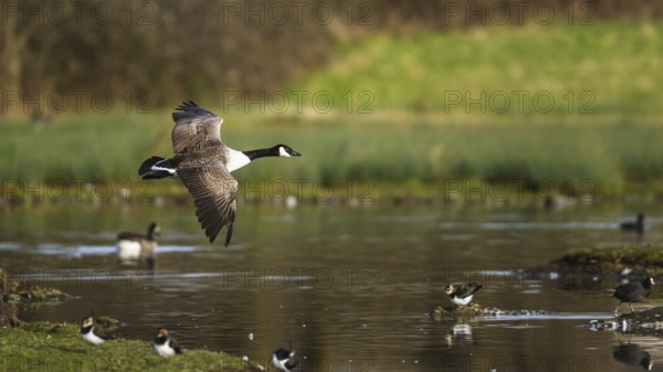 Canada Goose, Branta canadensis bird in flight over winter Marshes, Devon, England, United Kingdom, Europe