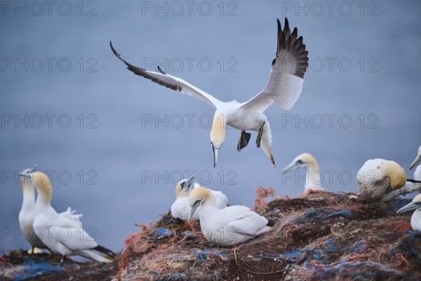 Northern gannet (Morus bassanus) lands in the colony, wildlife, Heligoland, Germany, Europe