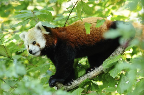 A red panda climbing on a branch surrounded by green leaves, Red panda (Ailurus fulgens), captive, Germany, Europe