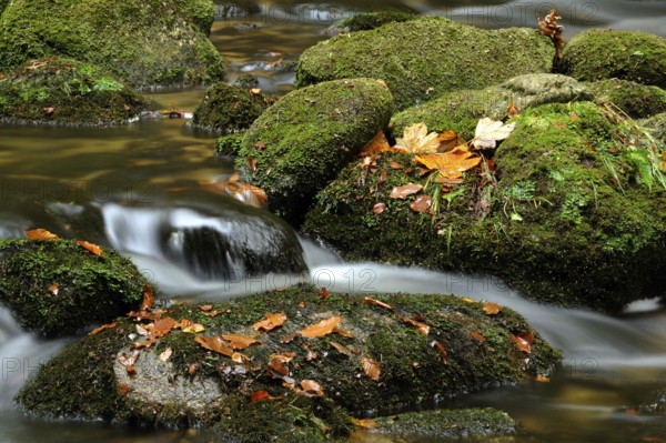 Close-up of moss-covered stones with autumn leaves in flowing water, Kleine Ohe, Bavarian Forest National Park