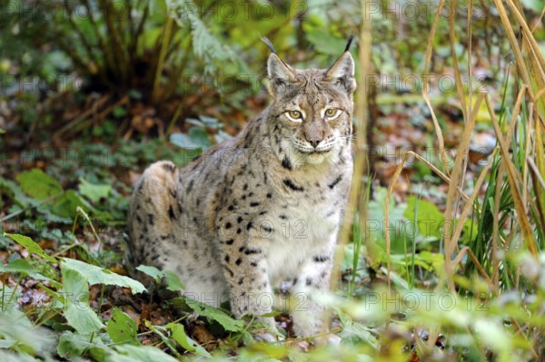 A lynx sits in the foliage of the forest, surrounded by greenery, in a peaceful atmosphere, Eurasian lynx (Lynx lynx), Bavarian Forest National Park