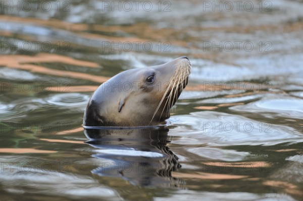 A peaceful sea lion peers out of the calm water, California sea lion (Zalophus californianus), captive