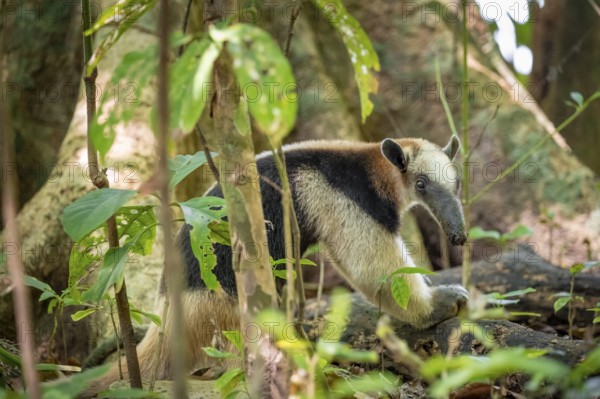 Northern tamandua (Tamandua mexicana), anteater foraging on the forest floor, in the rainforest, Corcovado National Park, Osa, Puntarena Province, Costa Rica, Central America