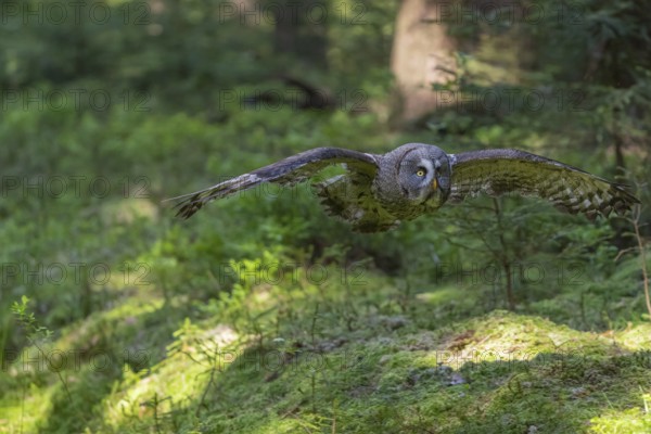 One great grey owl (Strix nebulosa) flying through a forest
