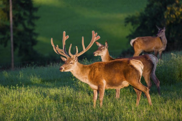 An Altai maral stag and two hind Altai wapiti or Altai elk (Cervus canadensis sibiricus) stand in a meadow in the first light of the day