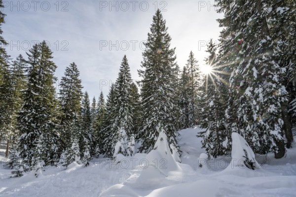 Snow-covered trees in a forest in winter, sun star in the morning, Estergebirge, Bavarian Prealps, Bavaria Germany