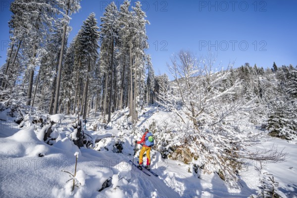 Ski tourer in a snowy winter forest, ascent to the Teufelstättkopf, snowy mountain landscape, Ammergau Alps, Bavaria, Germany, Europe