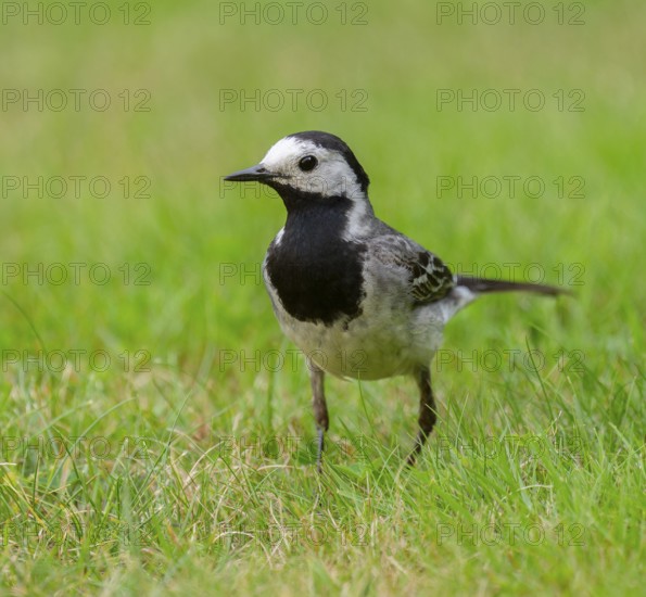 White wagtail (Motacilla alba) foraging on a lawn in a garden, Lower Saxony, Germany, Europe