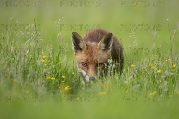 Red fox (Vulpes vulpes) adult animal in grassland countryside with wildlflowers in the summer, England, United Kingdom, Europe