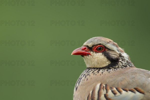 Red legged or French partridge (Alectoris rufa) adult bird head portrait, England, United Kingdom, Europe