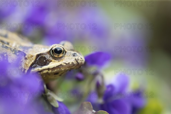 Common frog (Rana temporaria) adult amphibian on flowering garden violet flowers in spring, England, United Kingdom, Europe