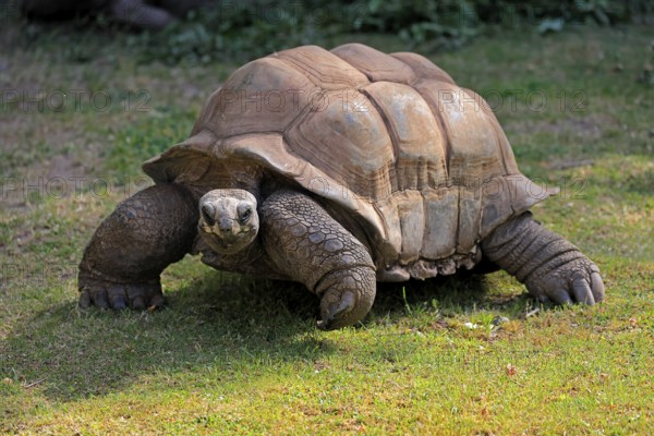 Aldabra giant tortoise (Aldabrachelys gigantea), adult, foraging, Seychelles, Africa